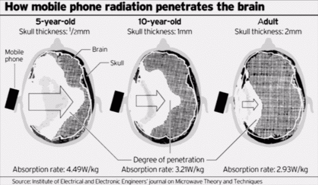 mobile phone radiation penetrates the brain of child and adult
